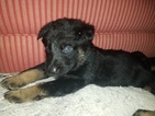 Small Photo #1 German Shepherd Dog Puppy For Sale in PORT CRANE, NY, USA