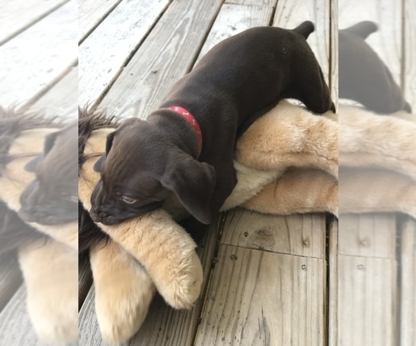 Medium Photo #11 German Shorthaired Pointer Puppy For Sale in SUMMERSVILLE, WV, USA