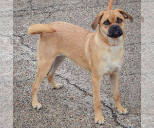 Mocha - Female Pug-Unknown Mix Dog for Adoption - Photo #2