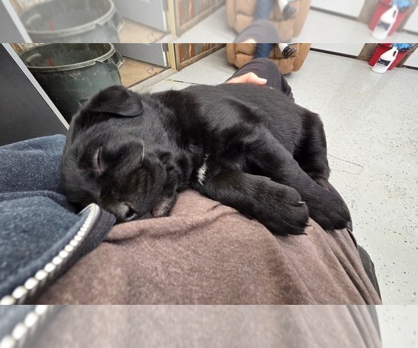 Medium Photo #9 Labrador Retriever Puppy For Sale in HAMILTON, MO, USA