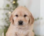 Small #3 Golden Retriever