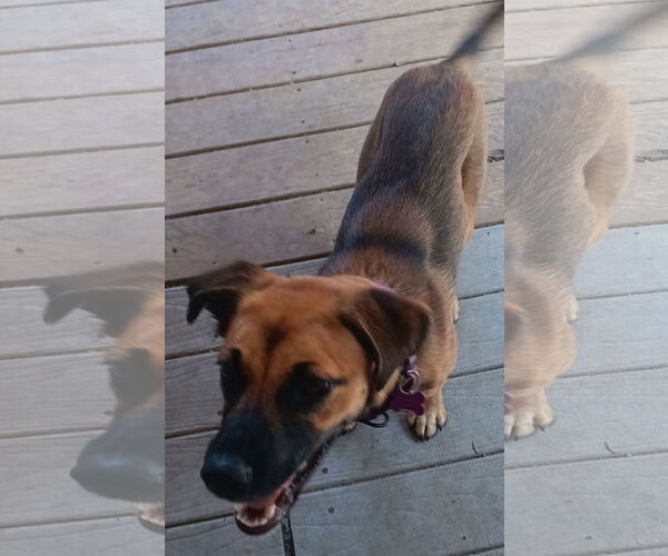 Medium Photo #4 Boxer-Unknown Mix Puppy For Sale in Newfoundland, PA, USA