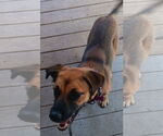 Small #3 Boxer Mix