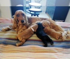 English Cocker Spaniel Puppy for sale in BRONX, NY, USA