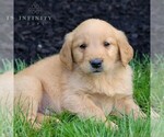 Small #3 Golden Retriever