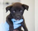 Small Labrador Retriever Mix