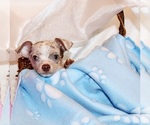 Puppy Blakely Chihuahua