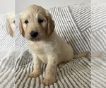 Puppy 3 Goldendoodle