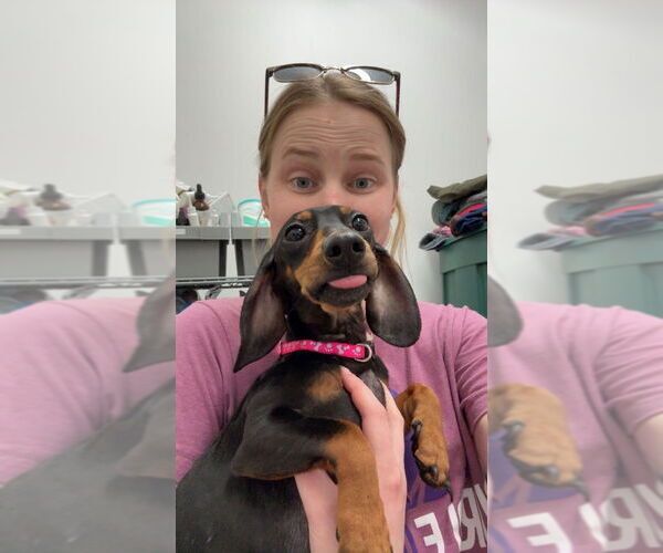 Medium Photo #4 Dachshund Puppy For Sale in Mundelein, IL, USA