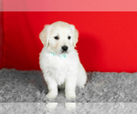 Small #4 English Cream Golden Retriever