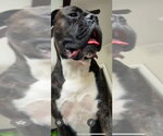 Small #1 Boxer