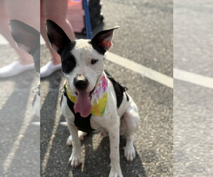 Radar - Ready for Fun! - Male Bullypit Dog for Adoption - Photo #4