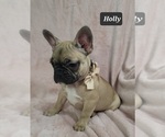 Small Photo #4 French Bulldog Puppy For Sale in MINERAL WELLS, WV, USA