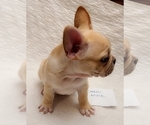 Small Photo #6 French Bulldog Puppy For Sale in LEES SUMMIT, MO, USA