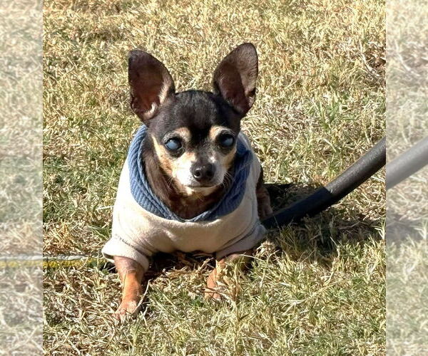 Medium Photo #4 Chihuahua Puppy For Sale in Boonton, NJ, USA