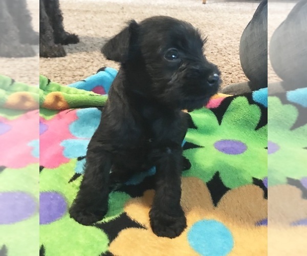 Medium Photo #2 Schnauzer (Miniature) Puppy For Sale in SALEM, OR, USA