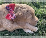 Small Photo #2 Goldendoodle-Poodle (Standard) Mix Puppy For Sale in SUGAR LAND, TX, USA