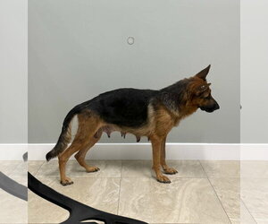 Lily 3175 - Female German Shepherd Dog Dog for Adoption - Photo #2