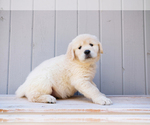 Small #5 Golden Retriever