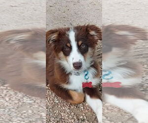 Australian Shepherd Dogs for adoption in Denver , CO, USA