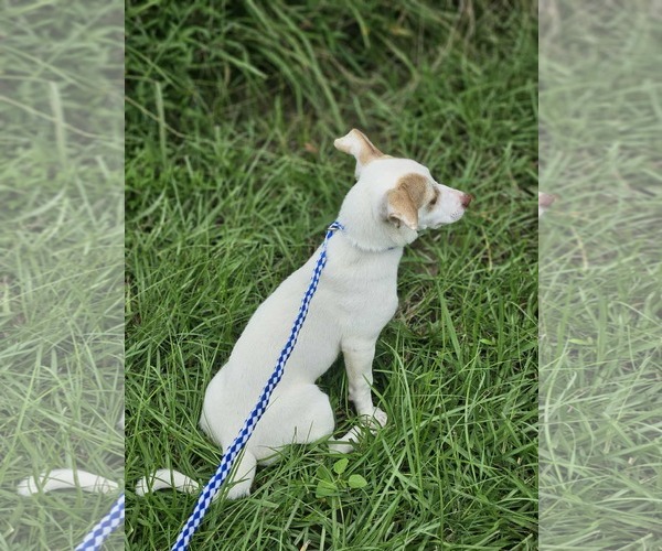 Medium Photo #18 Chiweenie Puppy For Sale in Wakefield, RI, USA