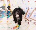 Small Photo #11 Maltipoo Puppy For Sale in INDEPENDENCE, MO, USA