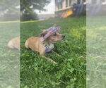 Small #3 Chihuahua Mix