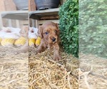 Small #3 Cavapoo (Miniature)