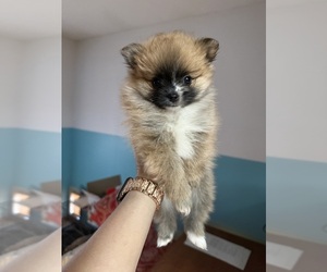 Pomeranian Puppy for Sale in ENID, Oklahoma USA