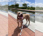 Small #8 American Pit Bull Terrier-Labrador Retriever Mix
