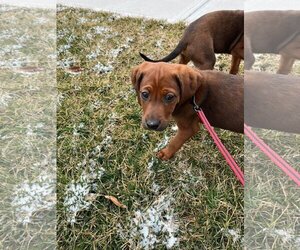 Coonhound-Unknown Mix Dogs for adoption in Germantown, OH, USA
