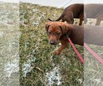 Small Photo #1 Coonhound-Unknown Mix Puppy For Sale in Germantown, OH, USA