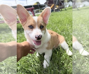 American Corgi Puppy for sale in MOUNT GILEAD, OH, USA