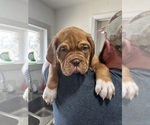 Puppy purple Dogue de Bordeaux