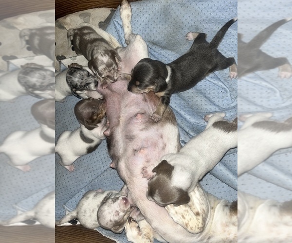 Medium Photo #149 Dachshund Puppy For Sale in LAKEBAY, WA, USA