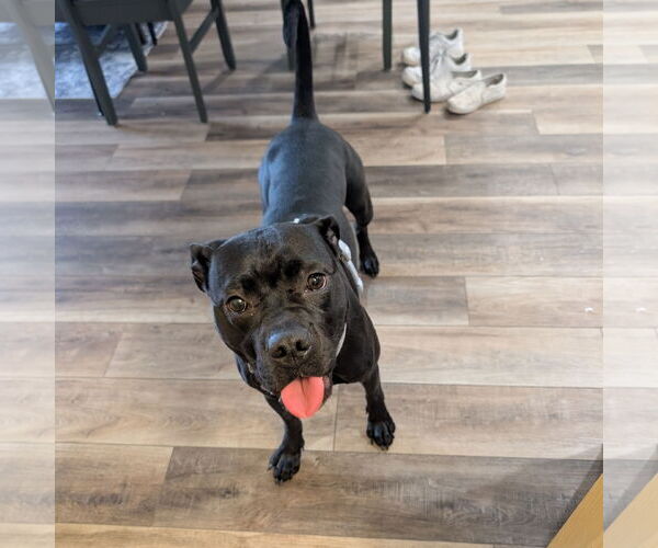 Medium Photo #6 American Pit Bull Terrier-Unknown Mix Puppy For Sale in Fargo, ND, USA