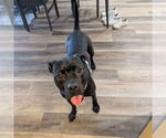 Small #5 American Pit Bull Terrier Mix