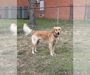 Father of the Golden Retriever puppies born on 07/08/2026