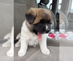 Small Photo #2 Akita Puppy For Sale in WATERBURY, CT, USA