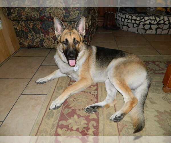 Medium Photo #1 German Shepherd Dog Puppy For Sale in MANVEL, TX, USA