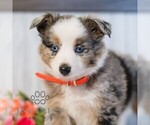 Small #3 Miniature Australian Shepherd