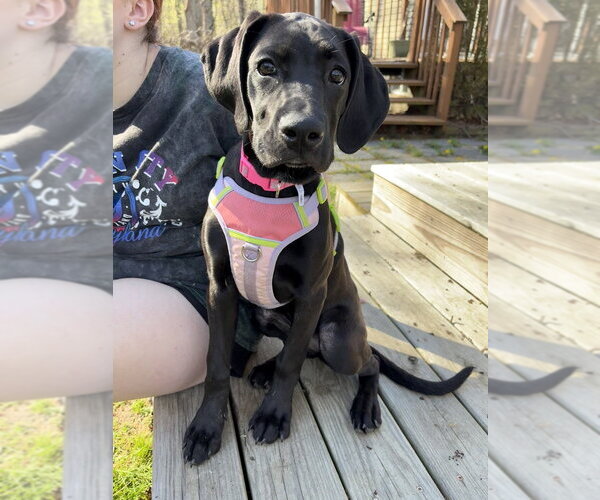 Medium Photo #10 Boweimar Puppy For Sale in Brewster, NY, USA