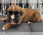 Small #6 Boxer