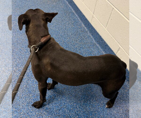 Medium Photo #2 Mutt Puppy For Sale in Tarboro, NC, USA
