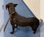 Small #1 Mutt
