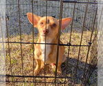 Small #24 Chihuahua
