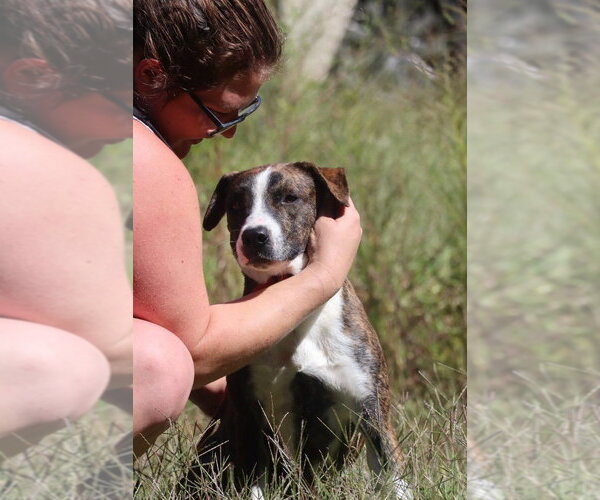 Medium Photo #1 Mutt Puppy For Sale in garner, NC, USA