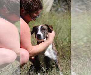 Mutt Dogs for adoption in garner, NC, USA