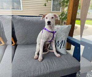 Chihuahua-Unknown Mix Dogs for adoption in Virginia Beach, VA, USA