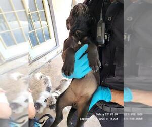 Labrador Retriever-Unknown Mix Dogs for adoption in San Antonio, TX, USA
